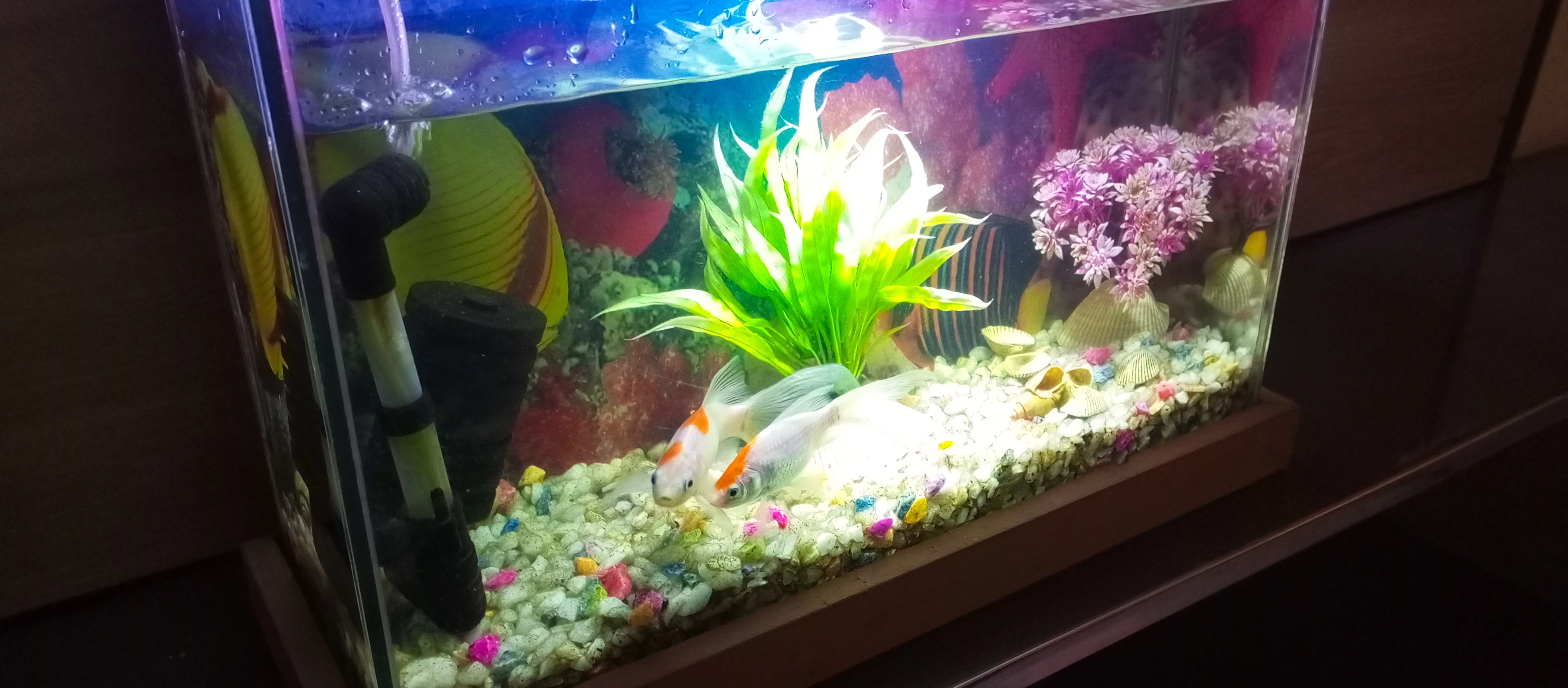 Fish Aquarium wit h a pair or shubunkin Fish and all accessories.-Image 4