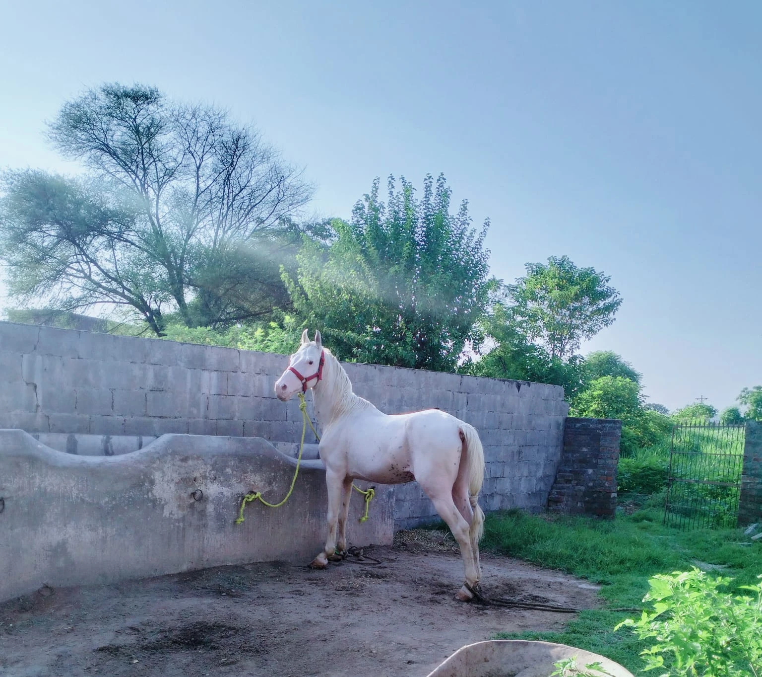 nukra ghora for sale/ horse-Image 1