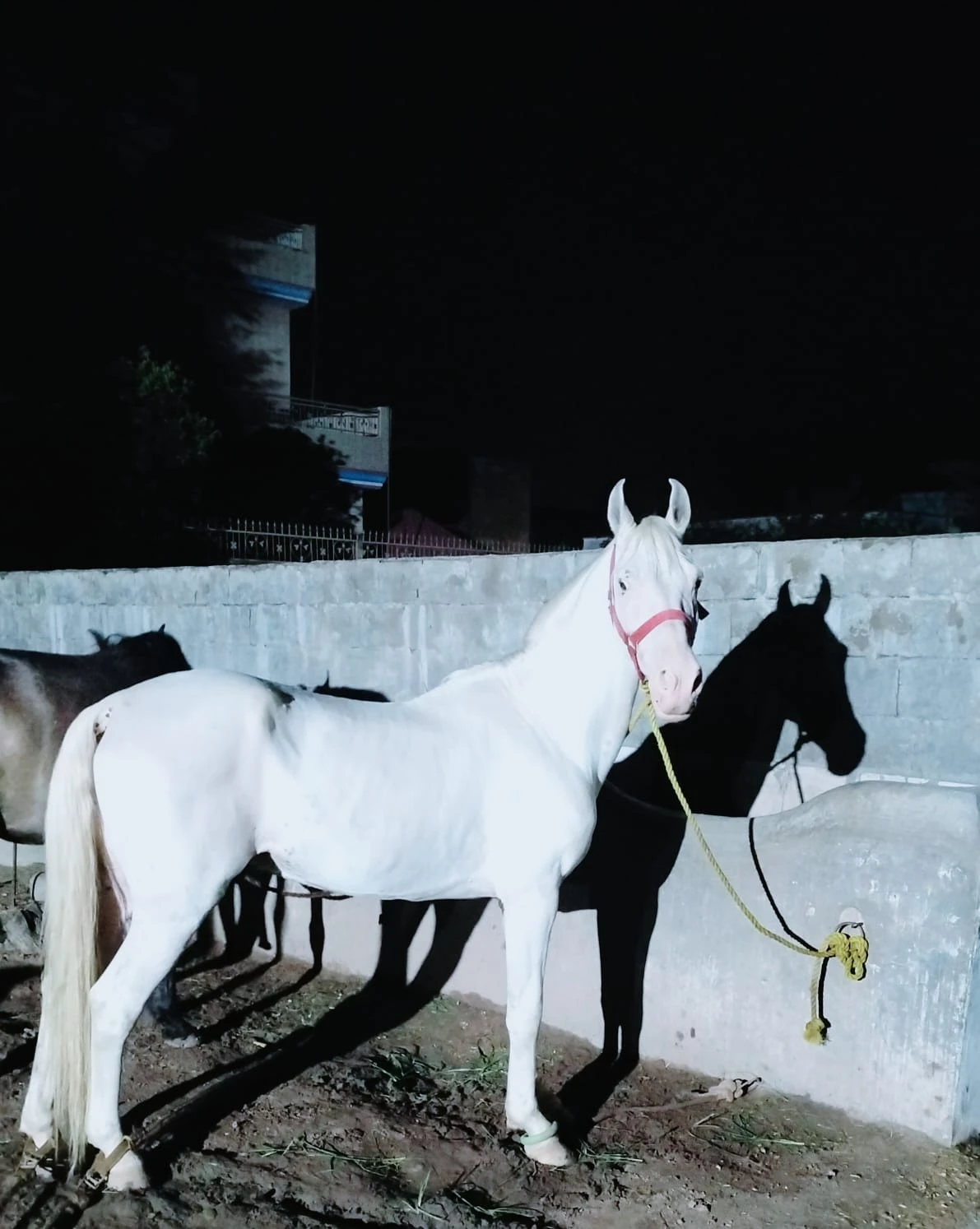 nukra ghora for sale/ horse-Image 2