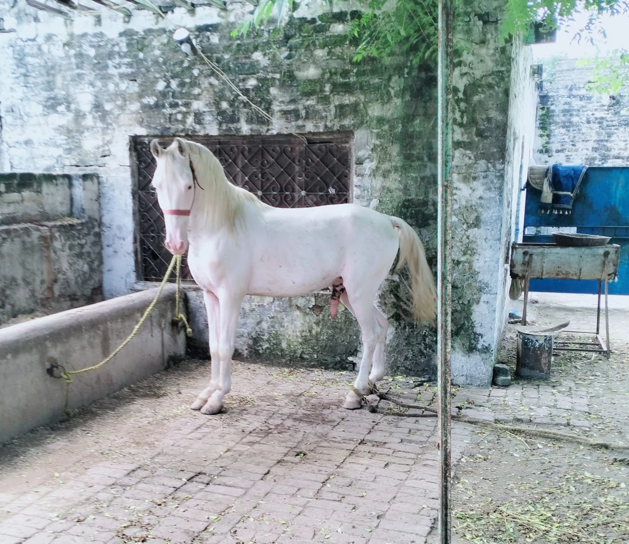 nukra ghora for sale/ horse-Image 3