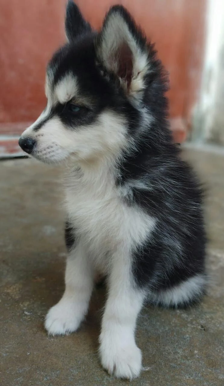 Siberian Husky-Image 2