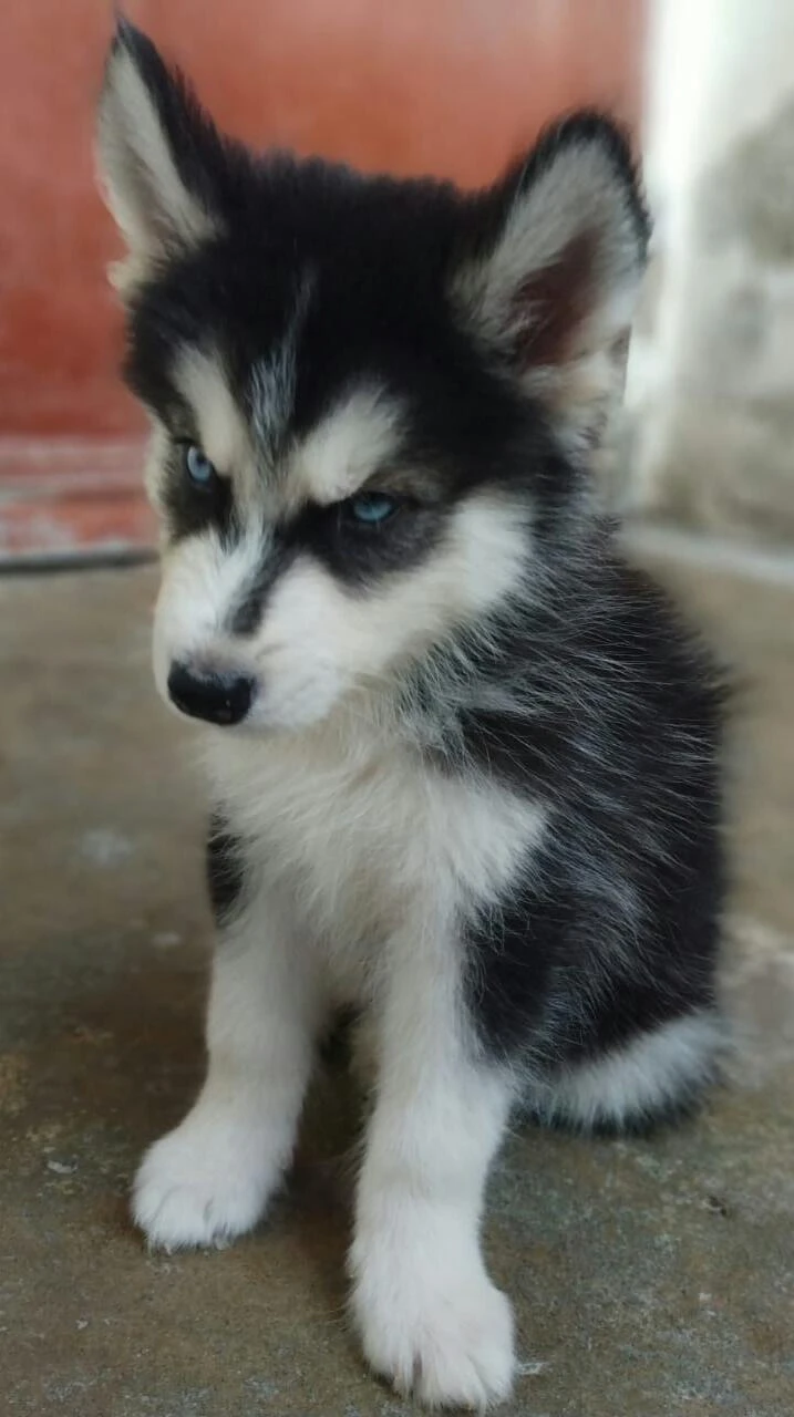 Siberian Husky-Image 3