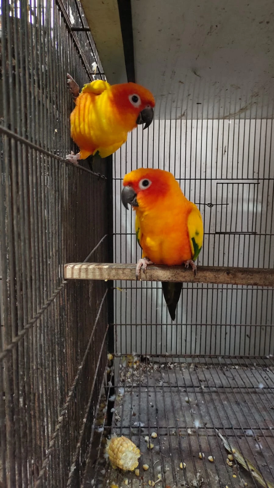 Sunconure-Image 2