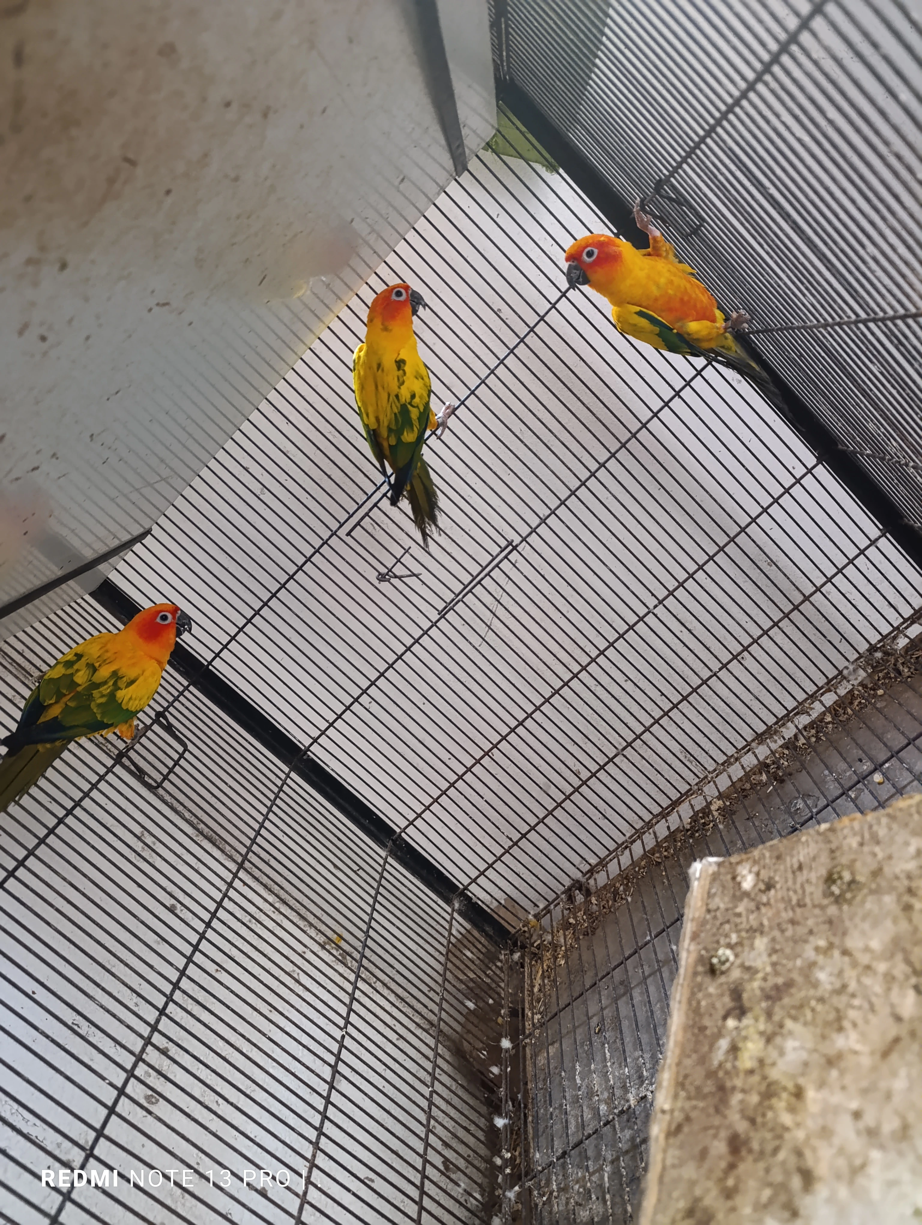 Sunconure-Image 3