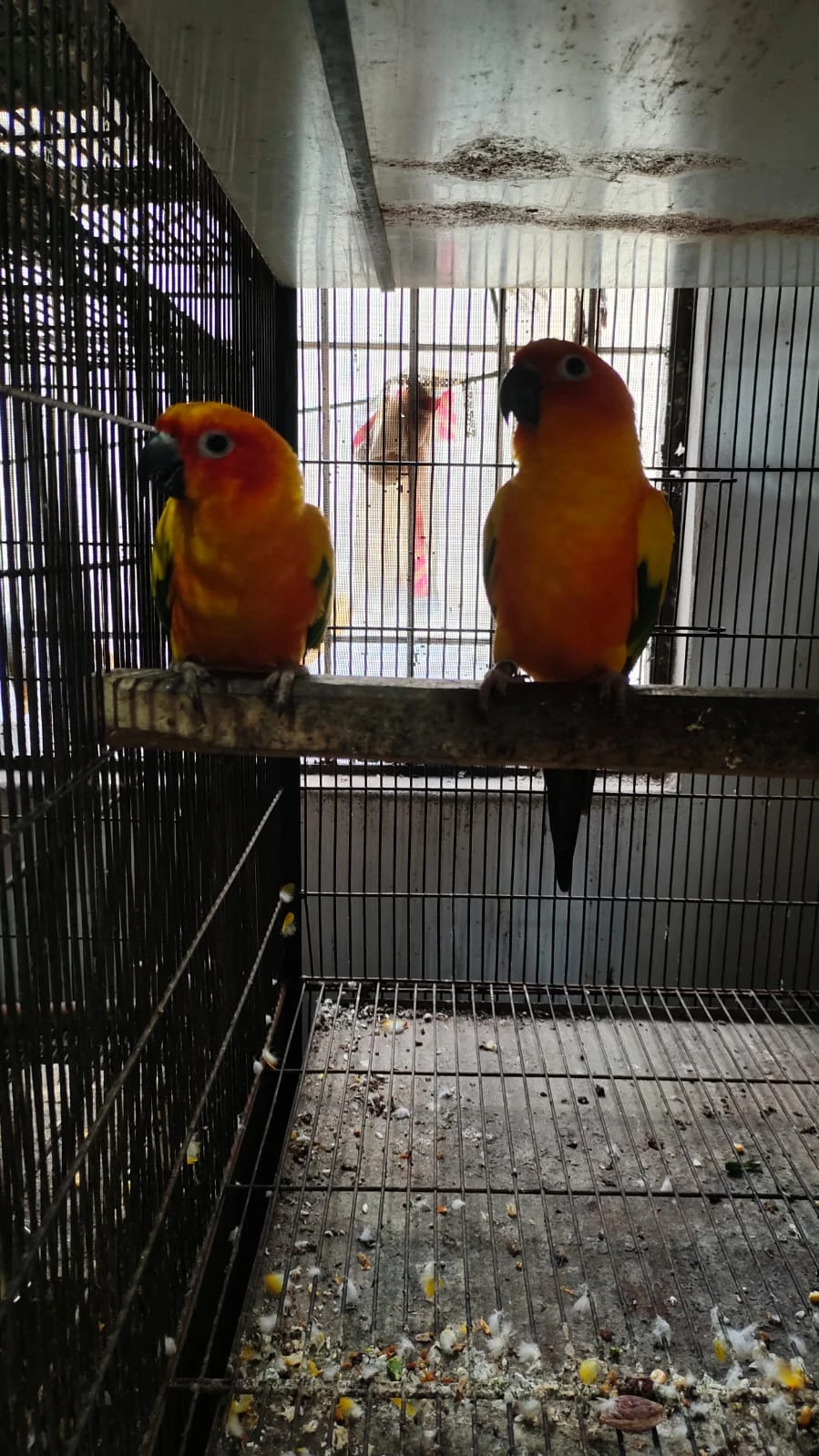 Sunconure-Image 4