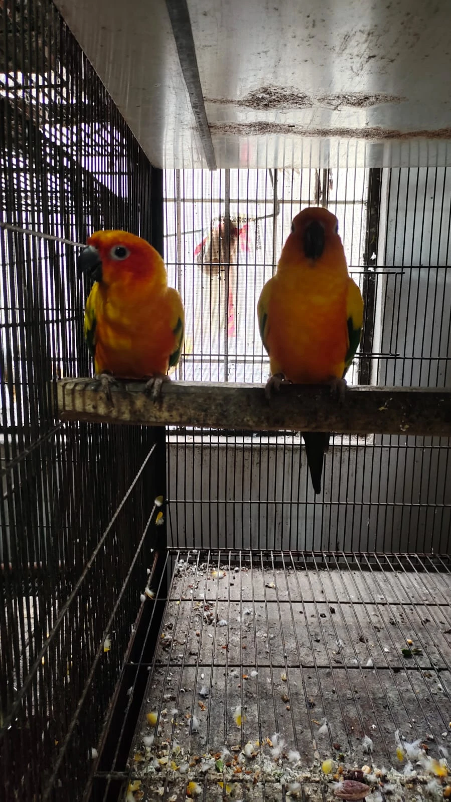 Sunconure-Image 5