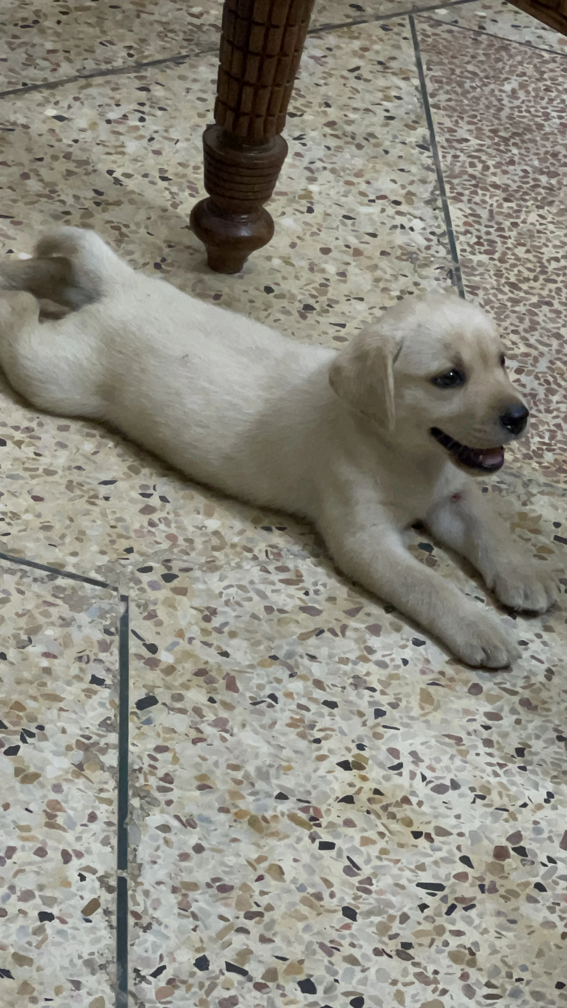 Labrador Female puppy-Image 1