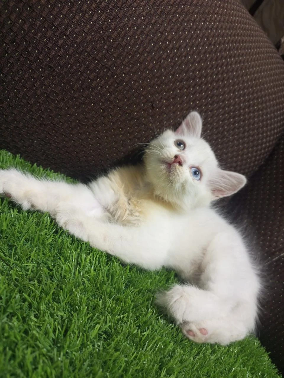 Persian kitten for sale-Image 1