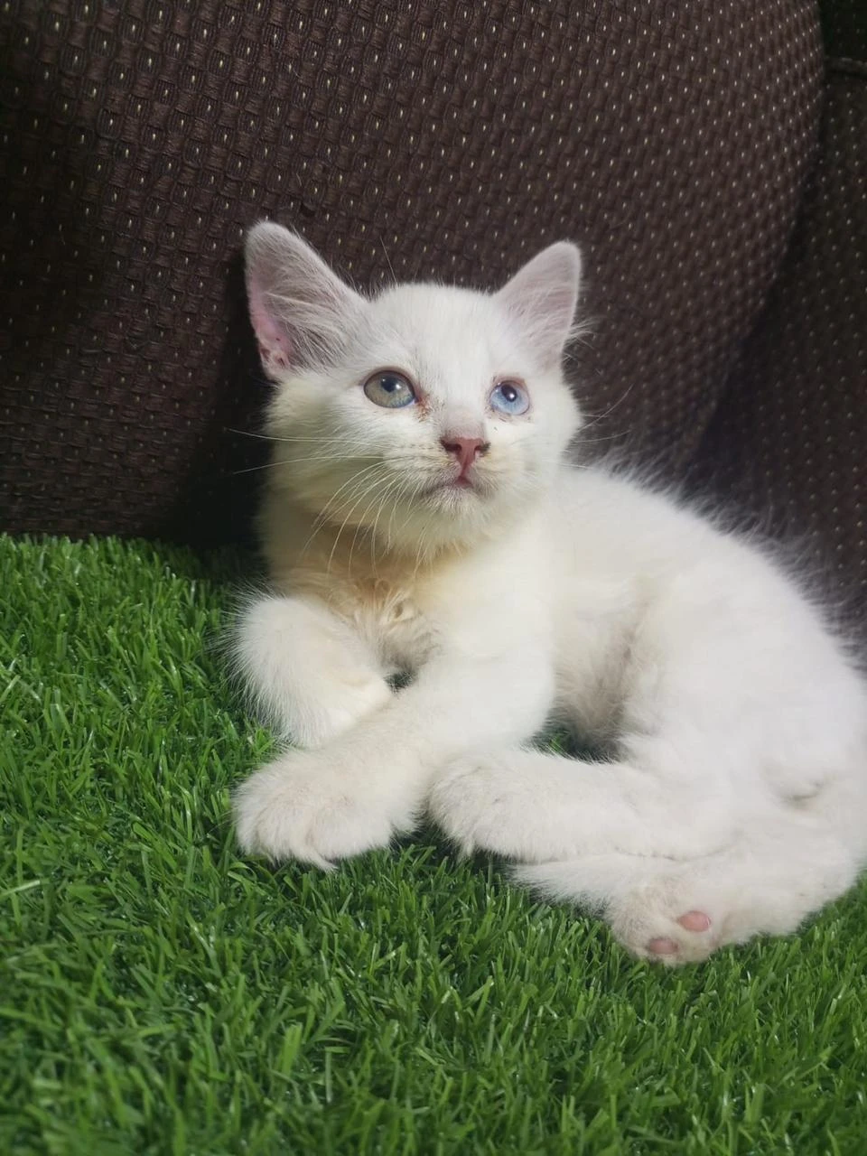 Persian kitten for sale-Image 2