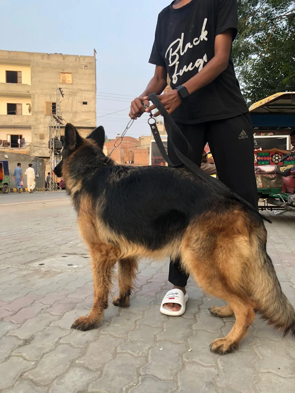 Female German Shepherd double coat-Image 3