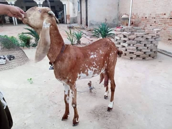 chini Bakri for sale-Image 1