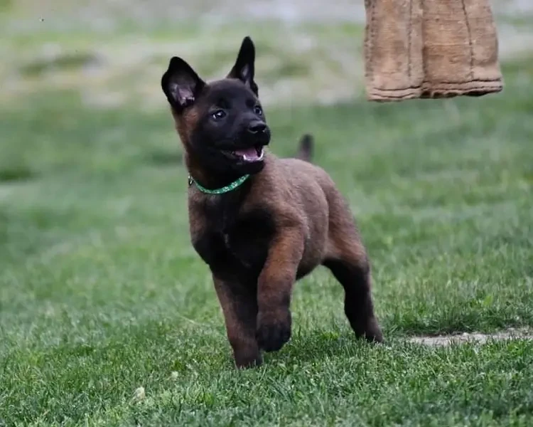 Belgian Malinois Male puppy-Image 2