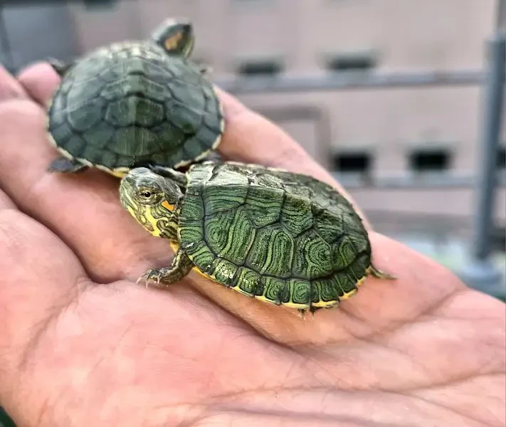 Cute Turtles-Image 1