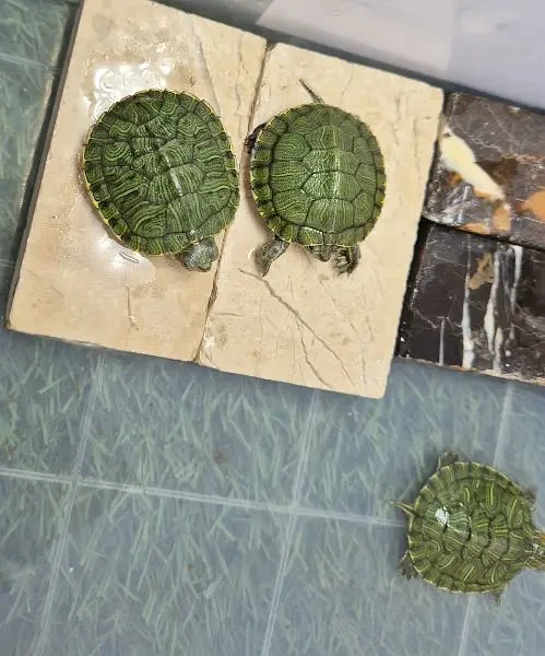 Cute Turtles-Image 2