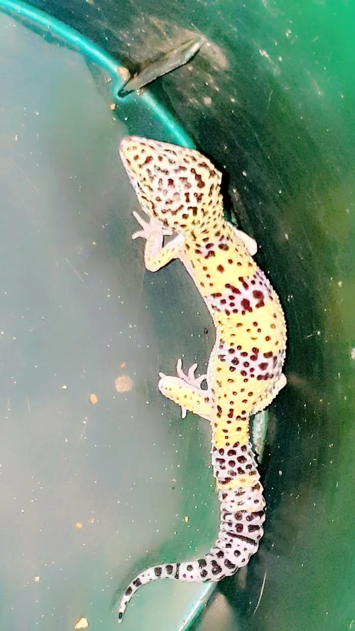 Reptile Leopord Gecko-Image 4