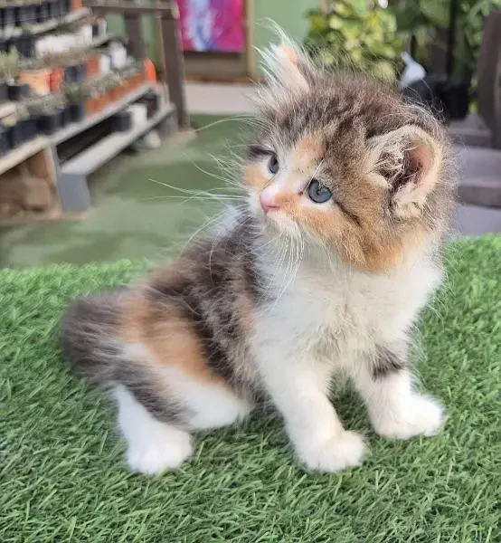 calico Queen Cute Persian kittenl Persian cat | kitten |-Image 1