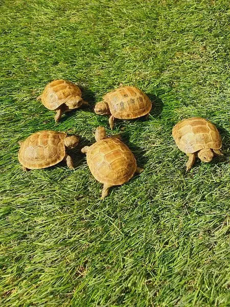 Cute Tortoise / baby Turtles-Image 3