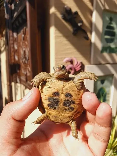 Cute Tortoise / baby Turtles-Image 4