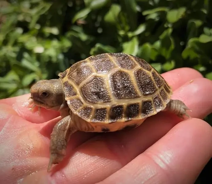 Cute Tortoise / baby Turtles-Image 5