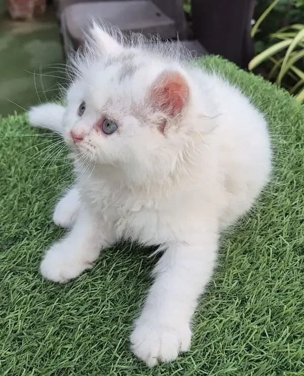 Punch Face Fluffy Persian kitten l Persian cat | kitten | piki face-Image 4