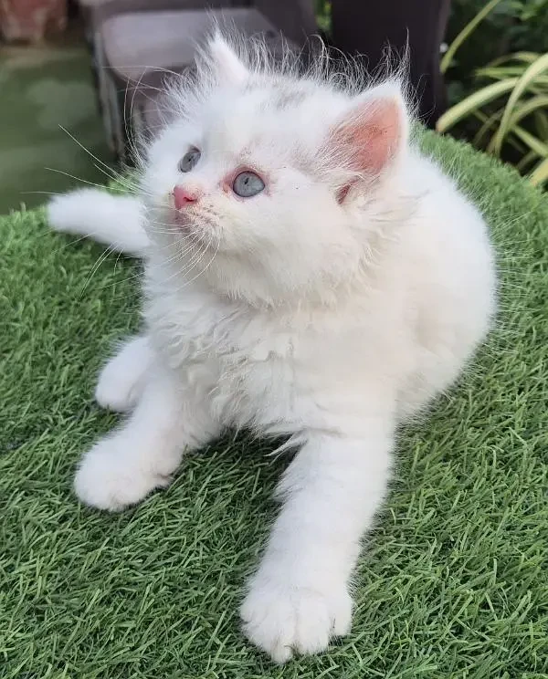 Punch Face Fluffy Persian kitten l Persian cat | kitten | piki face-Image 6