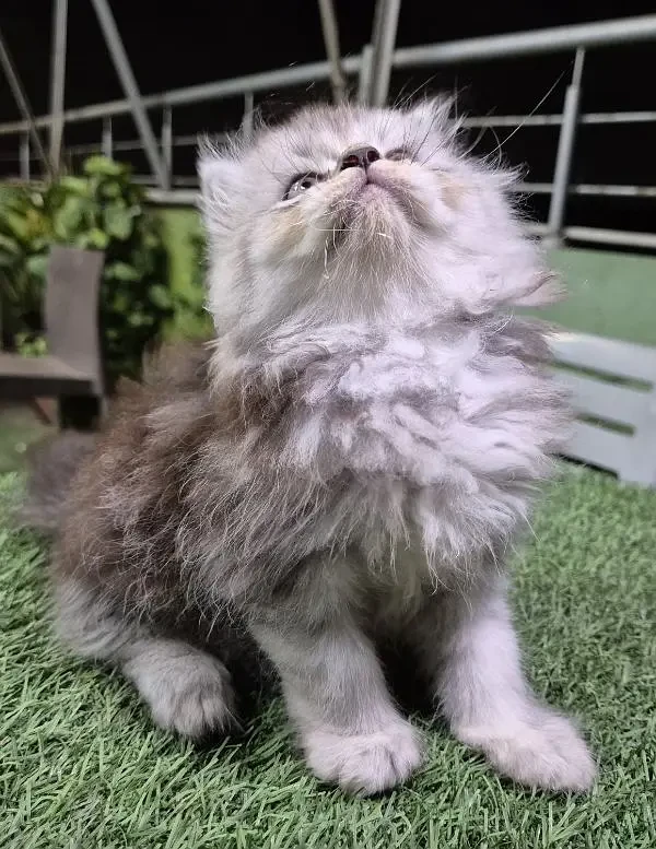 Gray cute Persian Kitten l Persian cat | kitten | piki face kittens |-Image 3