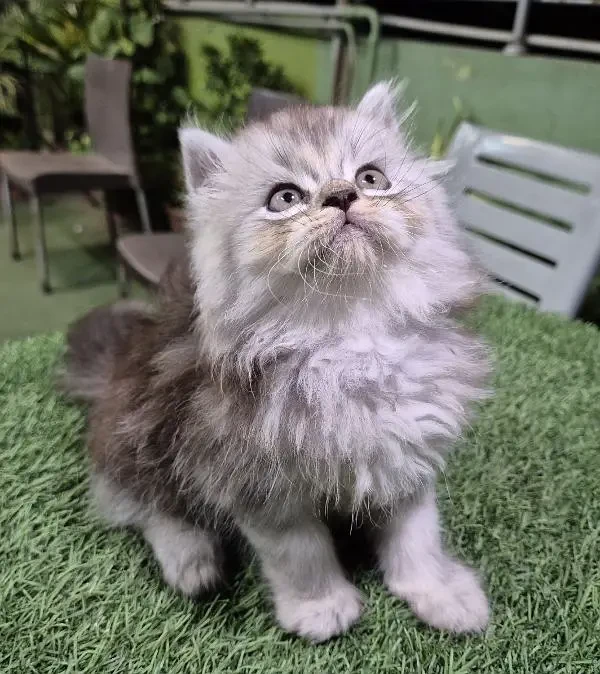 Gray cute Persian Kitten l Persian cat | kitten | piki face kittens |-Image 4