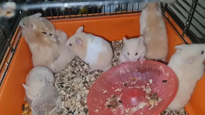 Hamsters Babies-Image 7