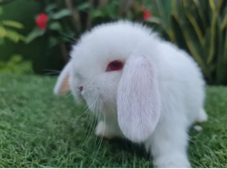 Holland lop Rabbits-Image 1