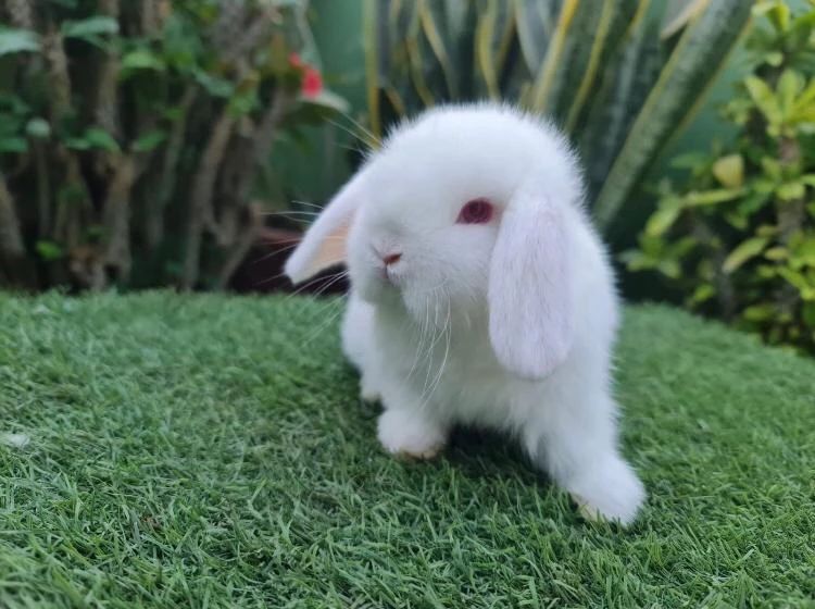 Holland lop Rabbits-Image 4