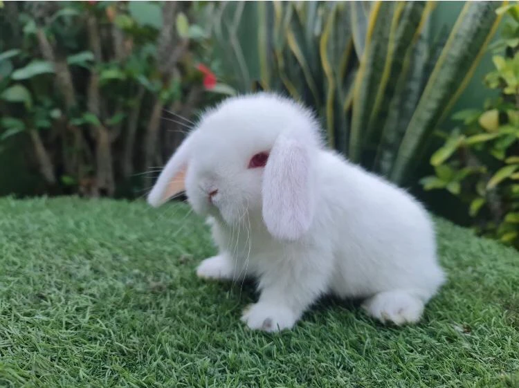 Holland lop Rabbits-Image 5