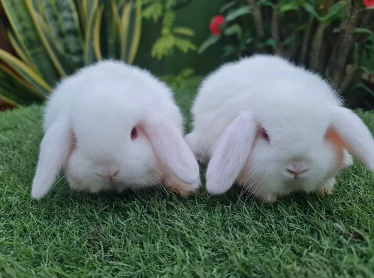 Holland lop Rabbits-Image 6