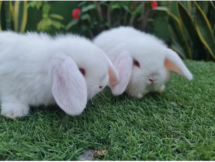 teddy bear dwarf bunnies rabbit-Image 8