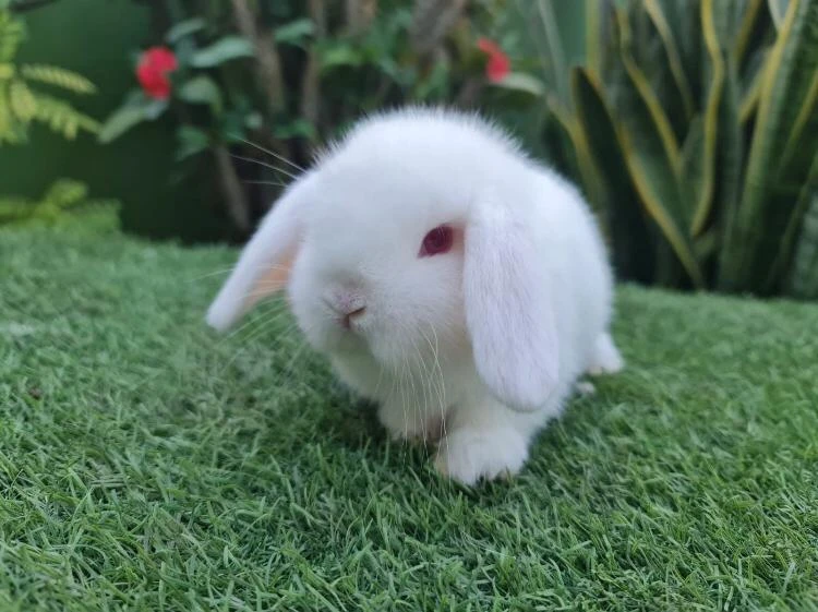 teddy bear dwarf bunnies rabbit-Image 9