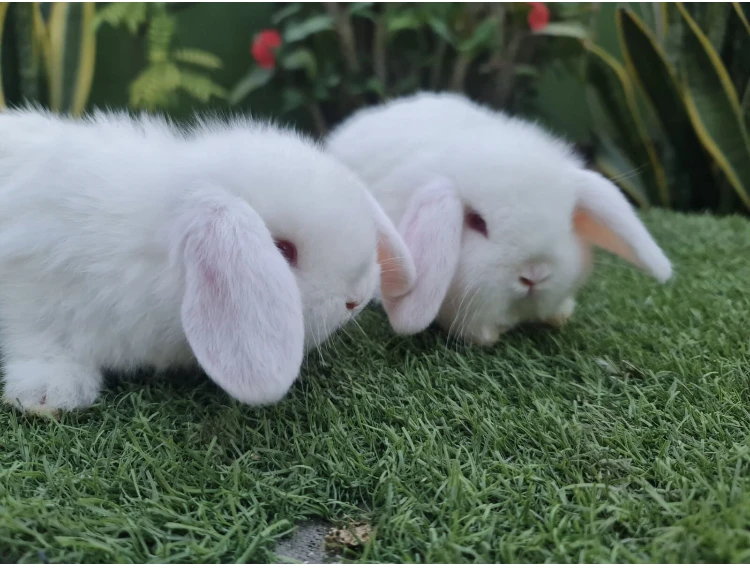 Lop Bunnies Rabbit-Image 1