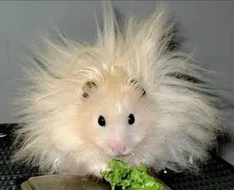 fluffy Hamster-Image 1