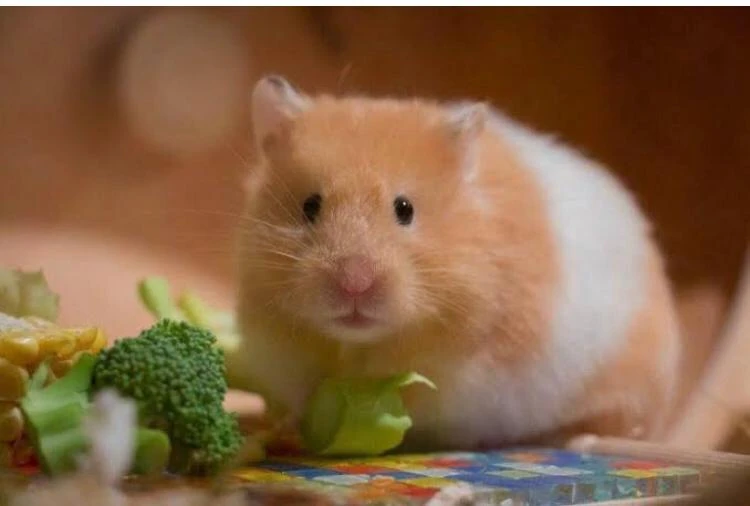 Panda Hamster-Image 1