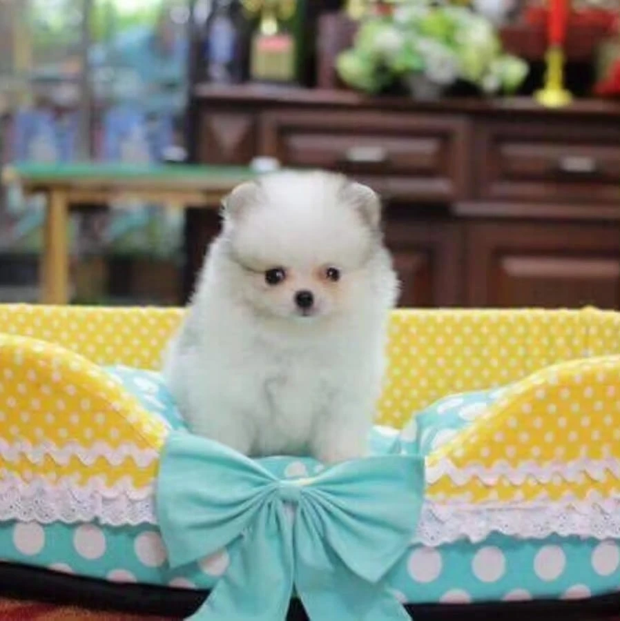 Pomeranian puppies ready for new home-Image 2