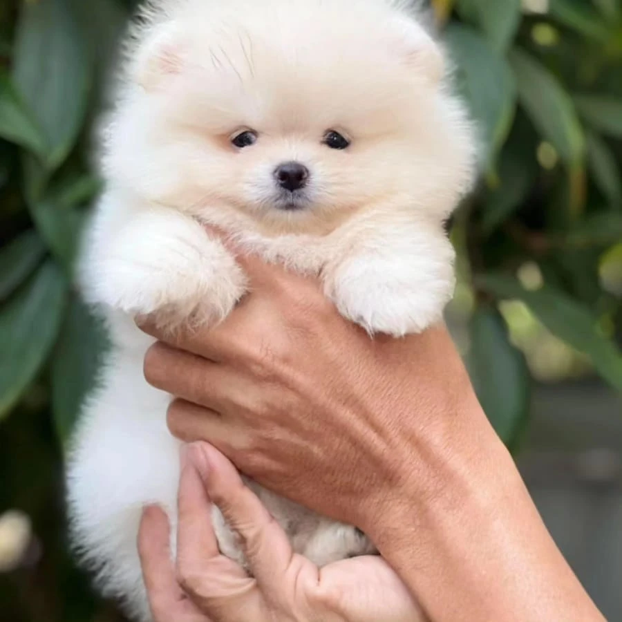 Pomeranian puppies ready for new home-Image 3