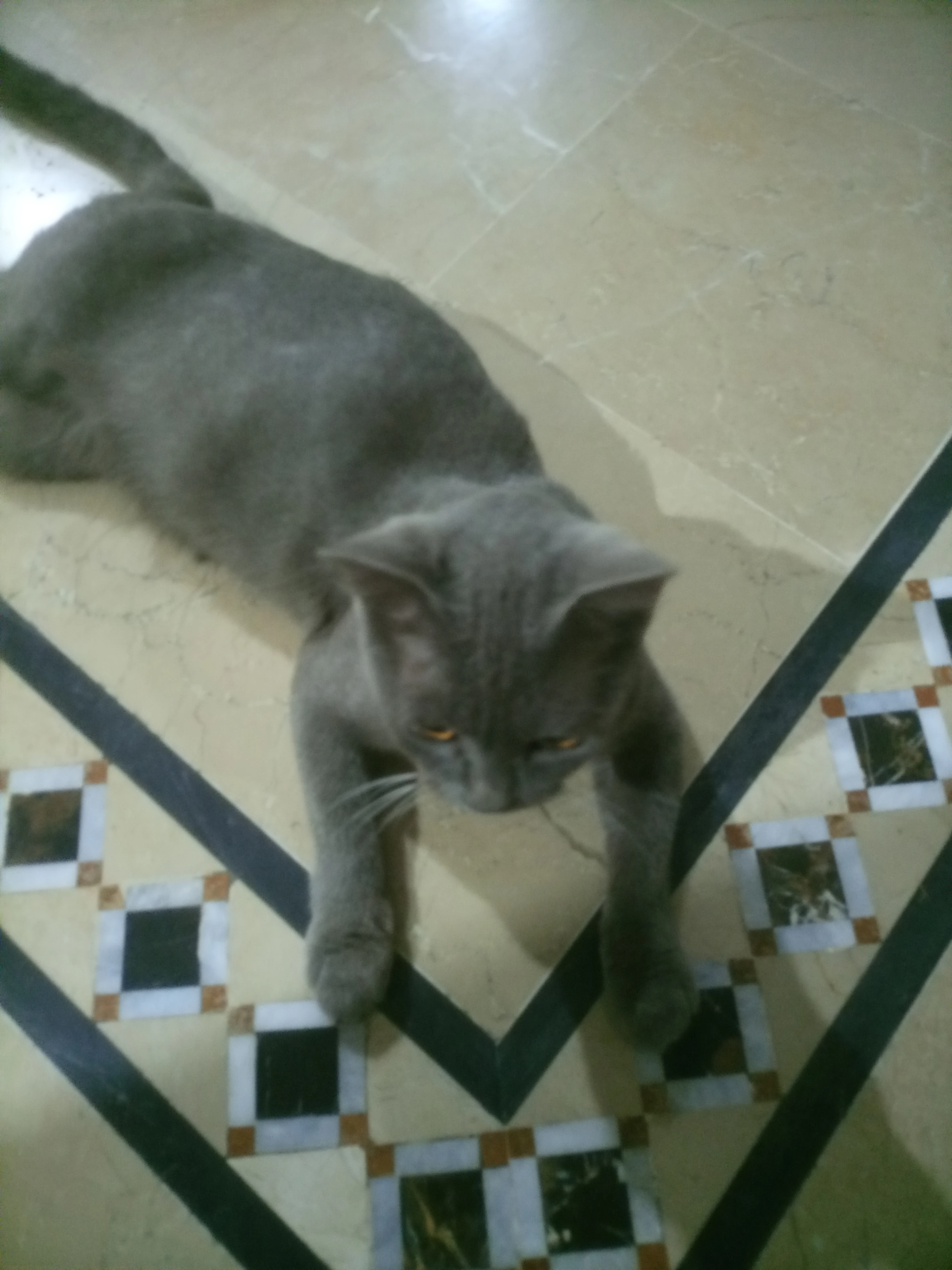 British shorthair greycat-Image 1