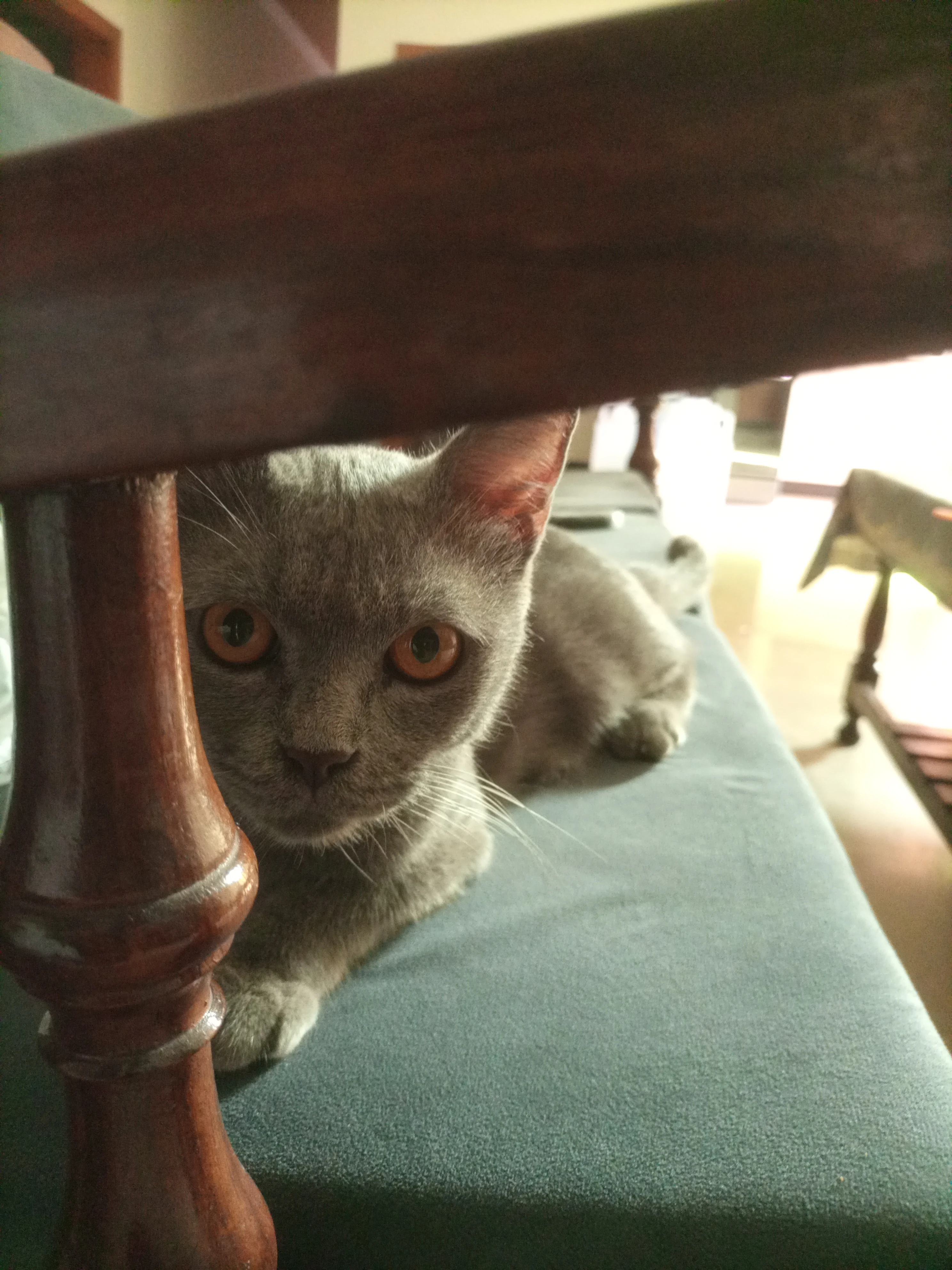 British shorthair greycat-Image 2