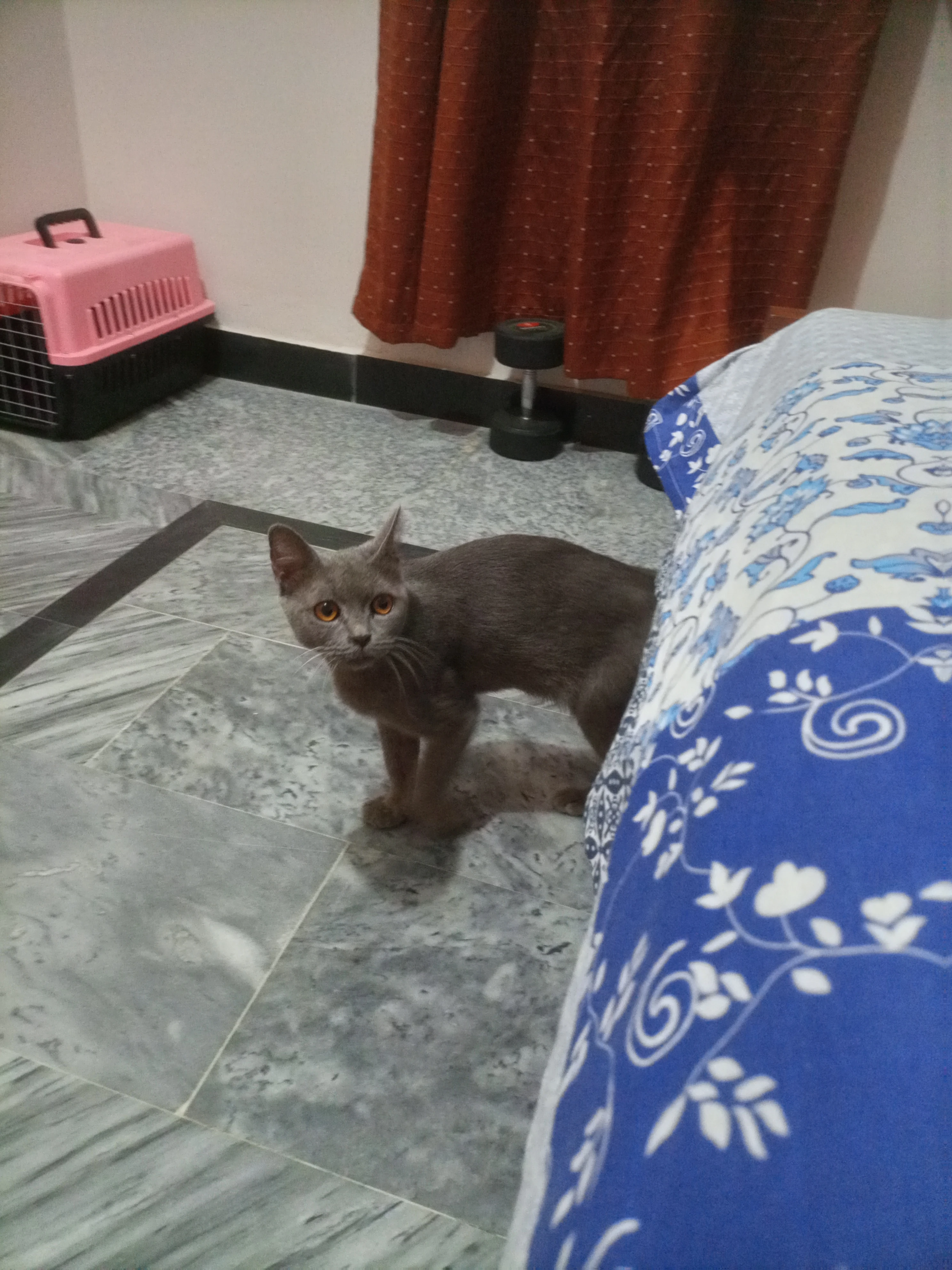 British shorthair greycat-Image 3