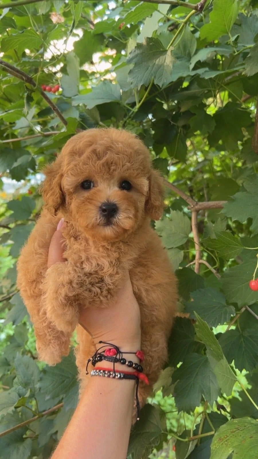 Maltipoo puppies looking for new home-Image 2