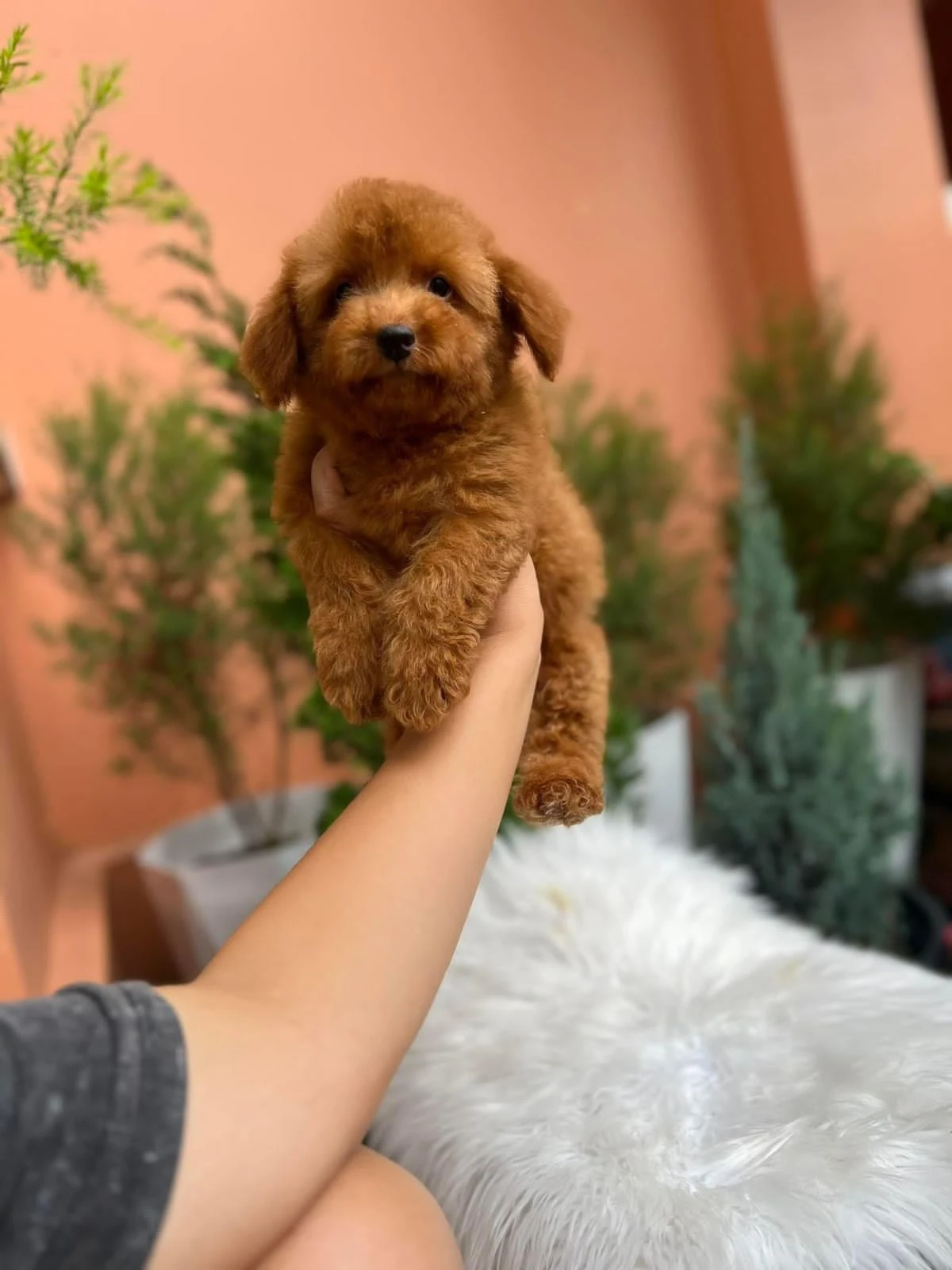 Maltipoo puppies looking for new home-Image 3