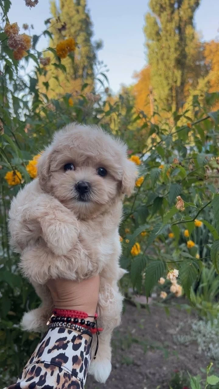 Maltipoo puppies looking for new home-Image 4