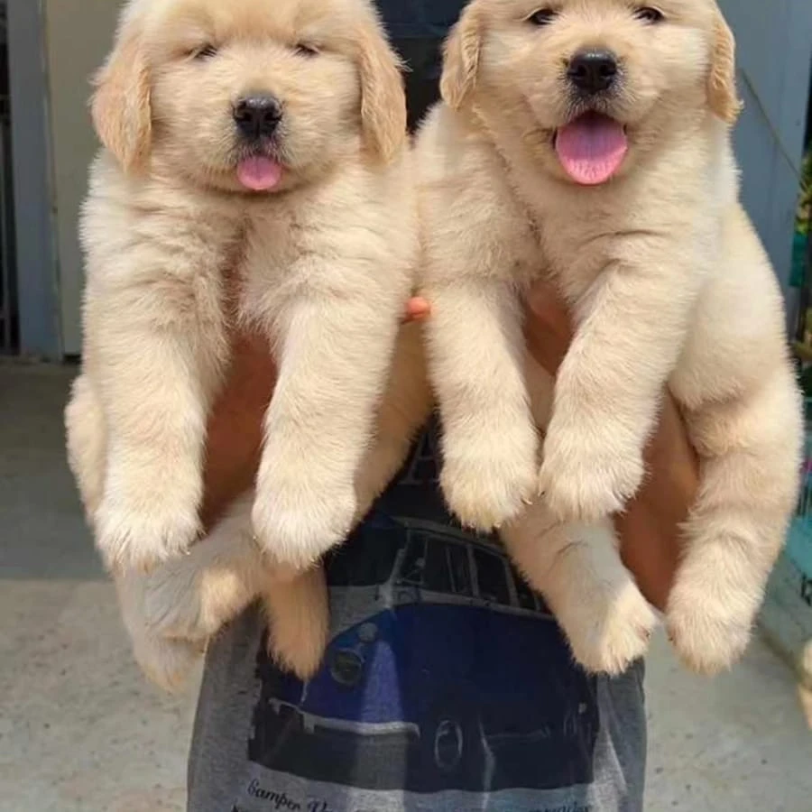 Golden retriever puppies-Image 2