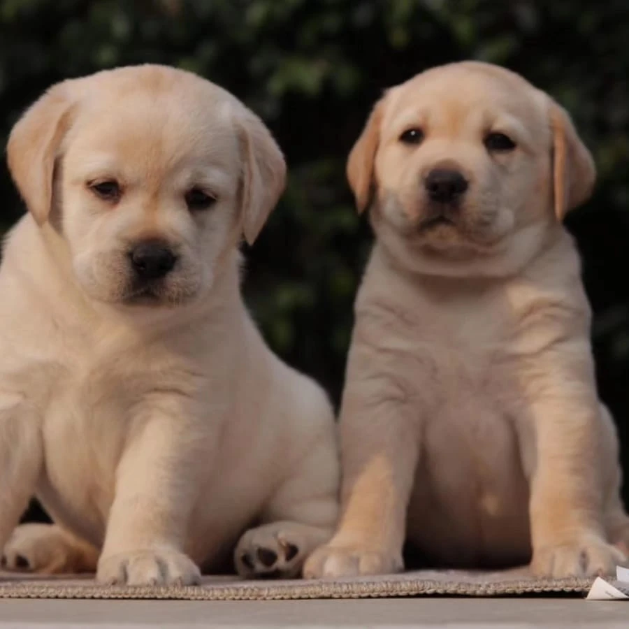 Labrador puppies available-Image 2