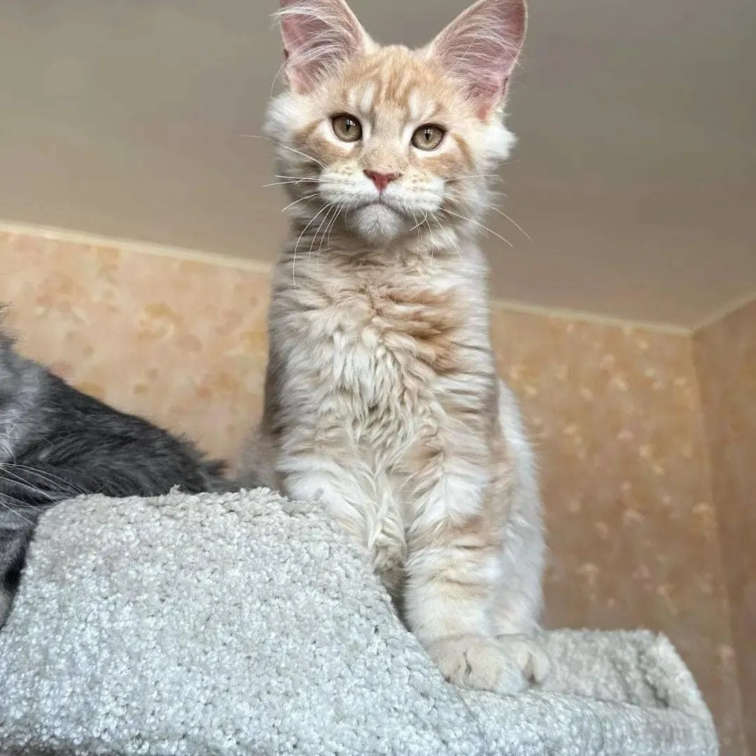 Maine coon kittens available-Image 2