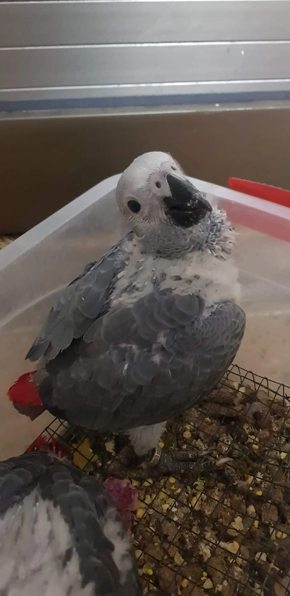 African grey parrots-Image 2