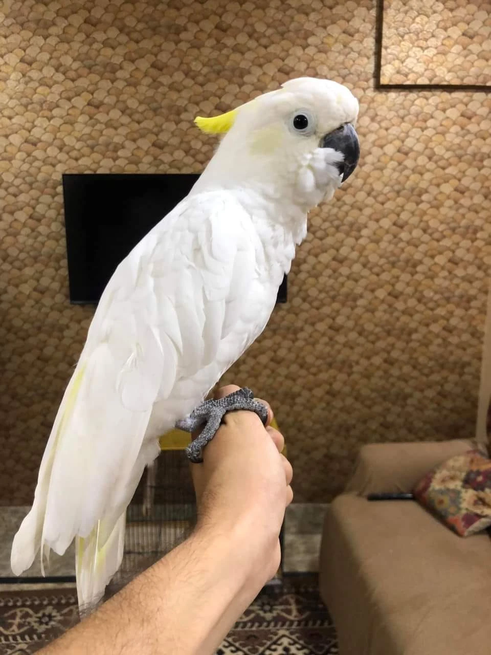 Cockatoo parrot for sale-Image 2